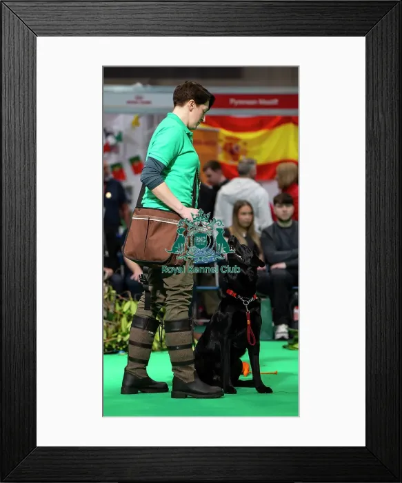 Framed Print : Gundog Display Dog Activities Stand Framed Print : Gundog Display Dog Activities Stand