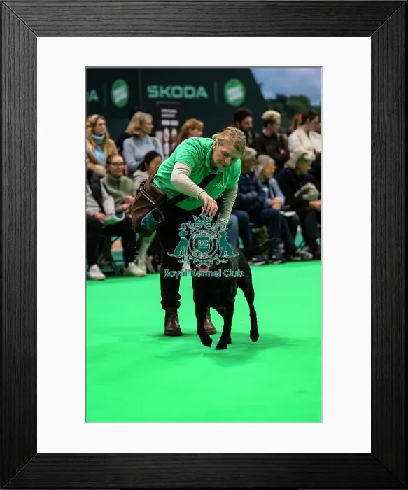 Framed Print : Gundog Display Dog Activities Stand Framed Print : Gundog Display Dog Activities Stand