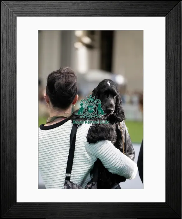 Framed Print : Spaniel Cuddles Framed Print : Spaniel Cuddles