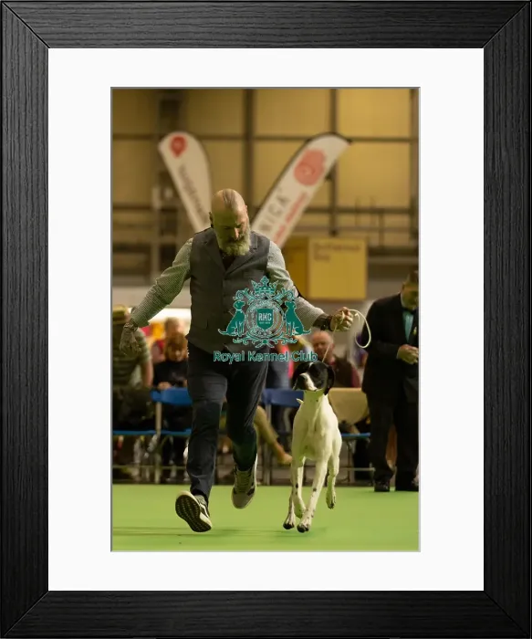 Framed Print : Pointer Judging Saturday 8th March