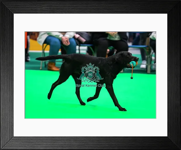 Framed Print : Gundog Display Dog Activities Stand Framed Print : Gundog Display Dog Activities Stand