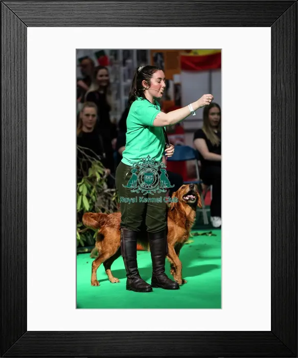 Framed Print : Gundog Display Dog Activities Stand Framed Print : Gundog Display Dog Activities Stand