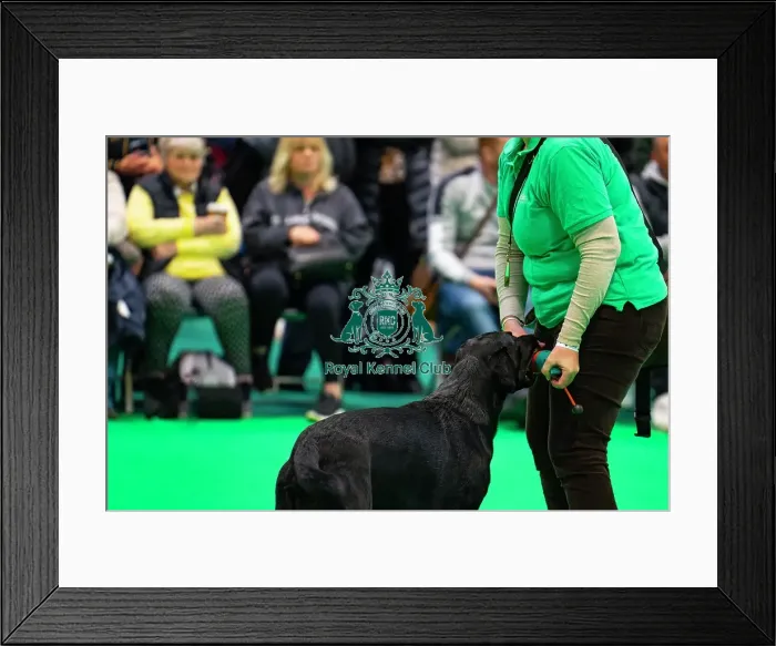 Framed Print : Gundog Display Dog Activities Stand Framed Print : Gundog Display Dog Activities Stand