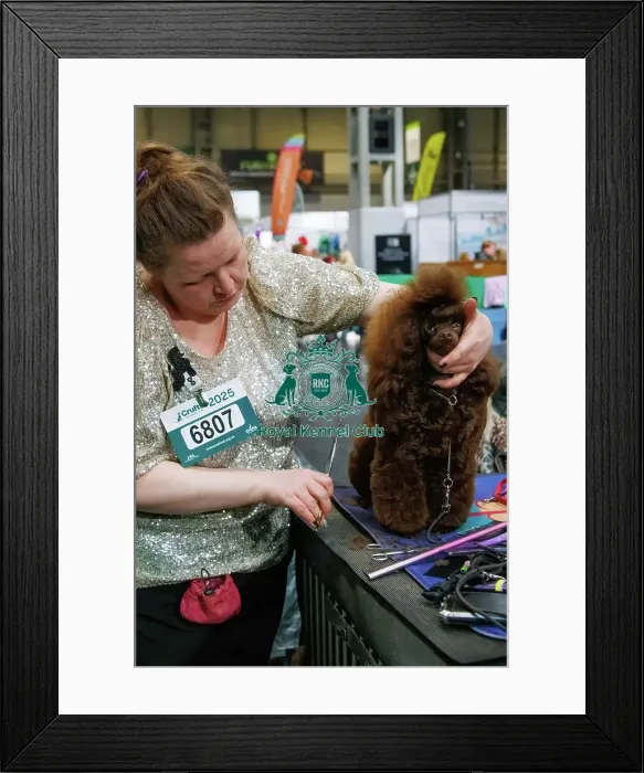 Framed Print : Toy Poodle having a haircut Framed Print : Toy Poodle having a haircut
