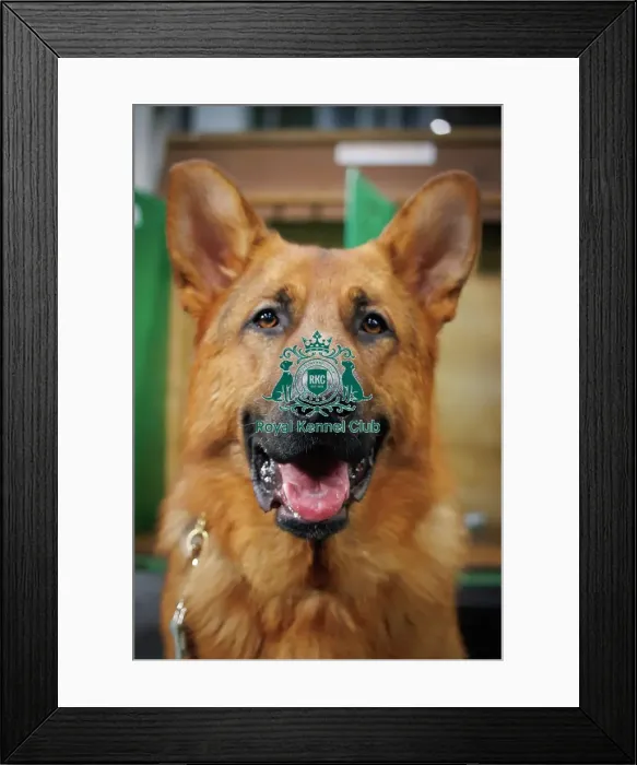 Framed Print : Jayce, German Shepherd