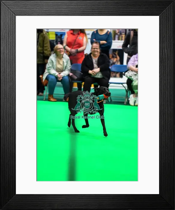 Framed Print : Gundog Display Dog Activities Stand Framed Print : Gundog Display Dog Activities Stand