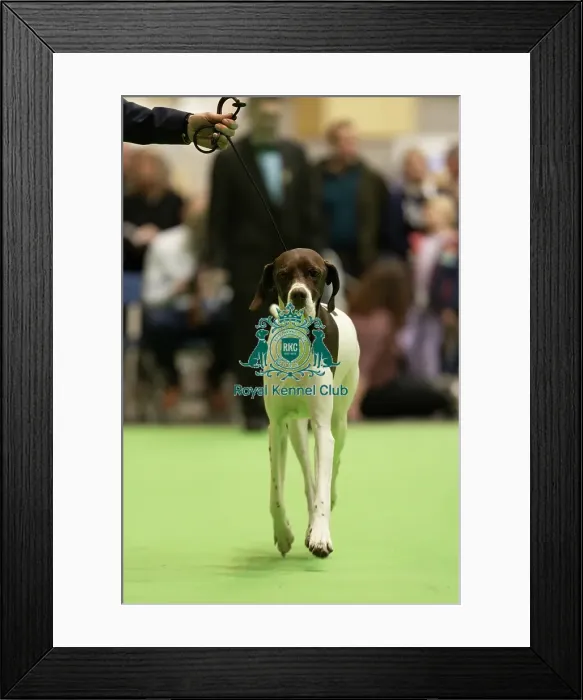Framed Print : Pointer showing Framed Print : Pointer showing