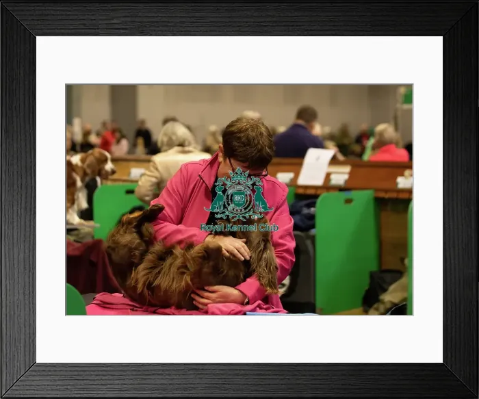 Framed Print : Sussex Spaniel Framed Print : Sussex Spaniel