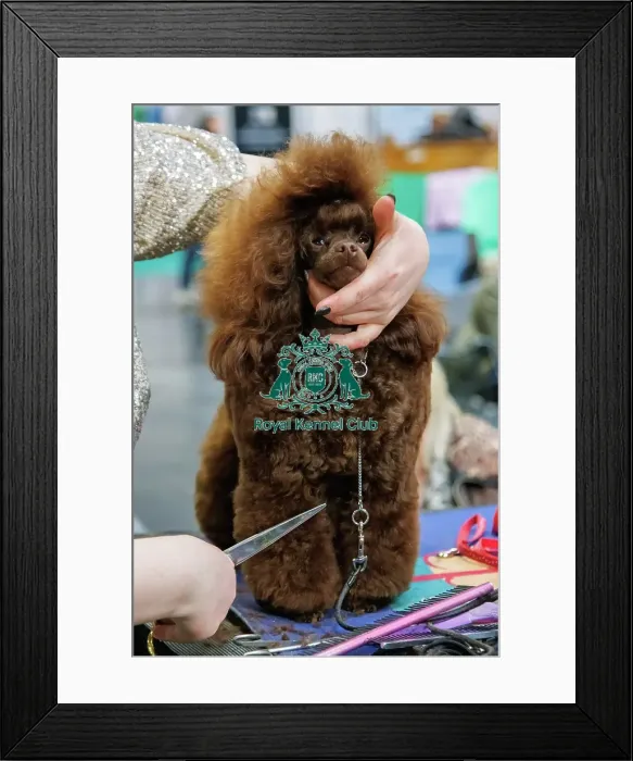 Framed Print : Toy Poodle having a haircut Framed Print : Toy Poodle having a haircut
