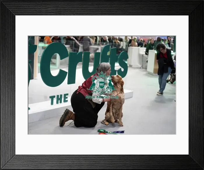 Framed Print : Bracco Italiano in front of Crufts sign Framed Print : Bracco Italiano in front of Crufts sign