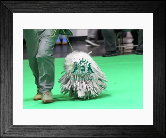 Framed Print : Hungarian Puli Framed Print : Hungarian Puli