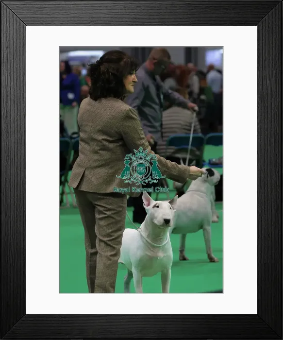 Framed Print : Bull Terrier Showing - Hall 1 Framed Print : Bull Terrier Showing - Hall 1