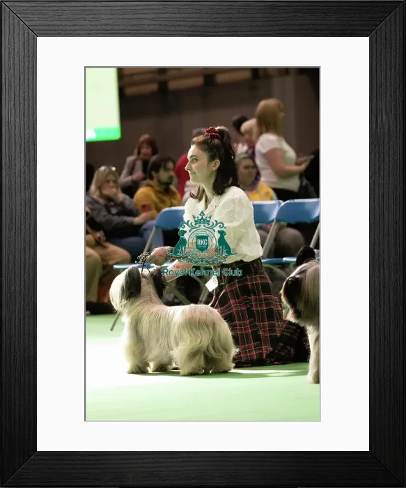 Framed Print : Skye Terrier Framed Print : Skye Terrier