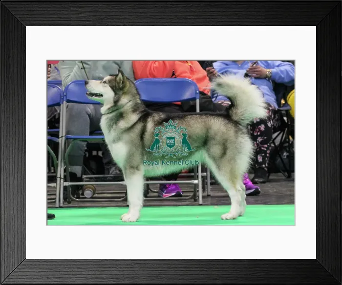 Framed Print : Alaskan Malamute Framed Print : Alaskan Malamute