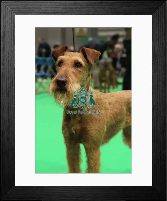 Framed Print : Irish Terrier Framed Print : Irish Terrier