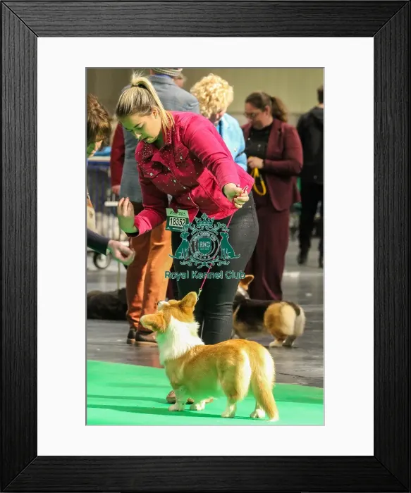 Framed Print : Welsh Corgi (Pembroke) 18352 Framed Print : Welsh Corgi (Pembroke) 18352