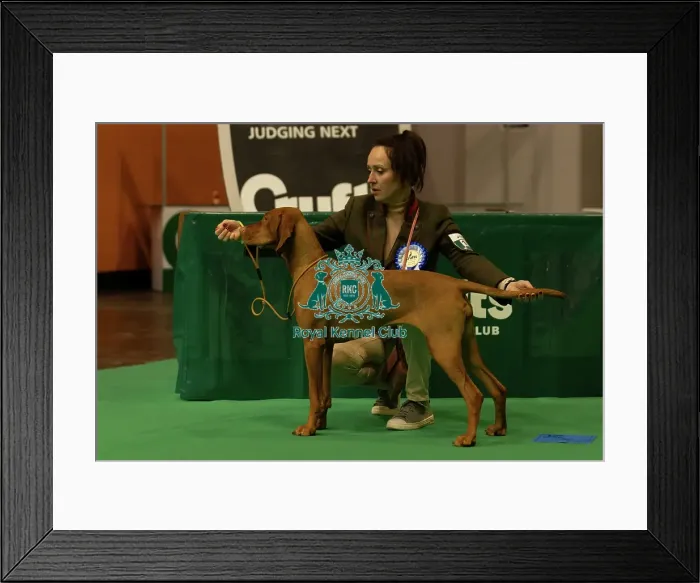 Framed Print : Gundogs. Hungarian Vizsla, Crufts 2025, Saturday March 8th Framed Print : Gundogs. Hungarian Vizsla, Crufts 2025, Saturday March 8th