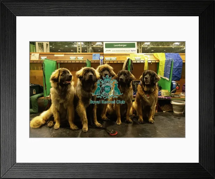 Framed Print : Leonberger group image Framed Print : Leonberger group image