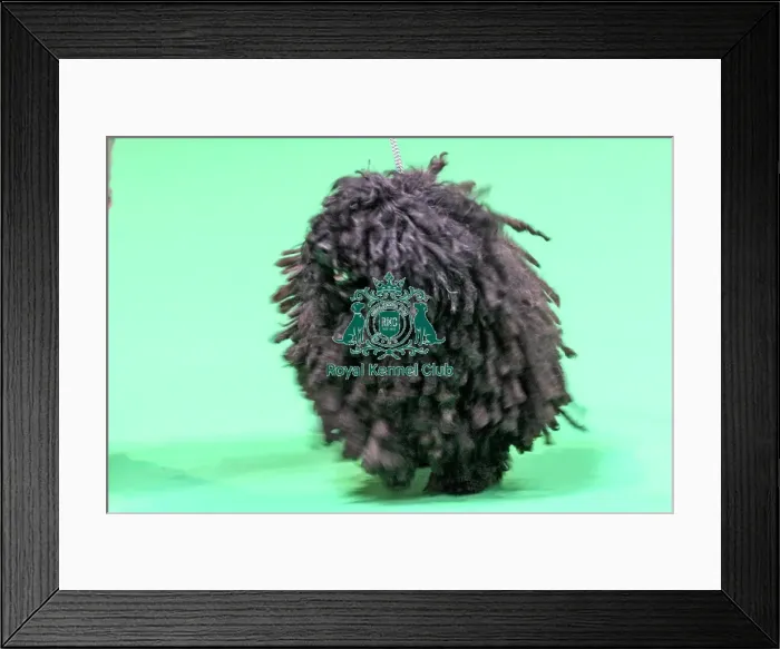 Framed Print : Hungarian Puli Framed Print : Hungarian Puli