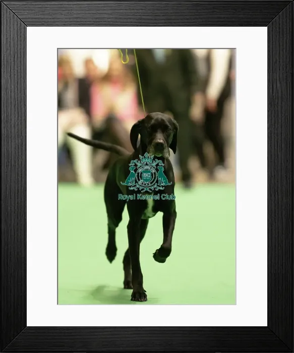 Framed Print : Pointer, 11043, Hawkfield Black Swan, Miss C. Pratt. Crufts 2025, Saturday 8th March Framed Print : Pointer, 11043, Hawkfield Black Swan, Miss C. Pratt. Crufts 2025, Saturday 8th March
