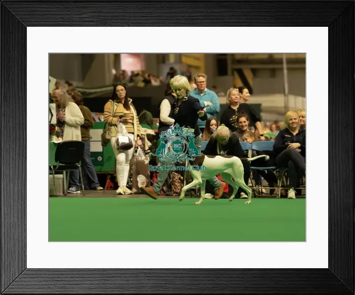 Framed Print : Gundogs. Pointer, 11118, DE Hawks and G Robinson Framed Print : Gundogs. Pointer, 11118, DE Hawks and G Robinson