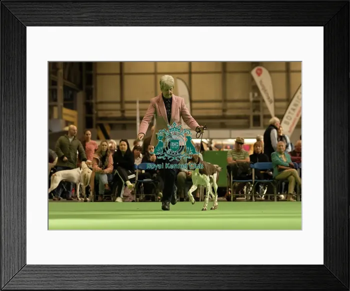 Framed Print : Gundogs. Pointer, 11002, Alozia Zealandia for Ratchda JW Framed Print : Gundogs. Pointer, 11002, Alozia Zealandia for Ratchda JW