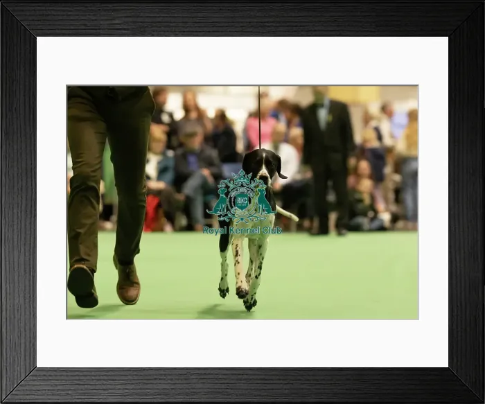 Framed Print : Pointer, 11076, Hawkfield Golly Gosh At Moyola Framed Print : Pointer, 11076, Hawkfield Golly Gosh At Moyola