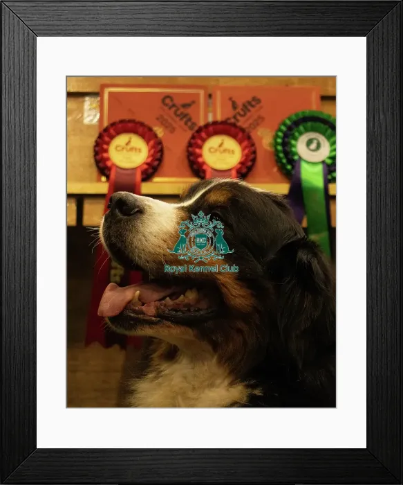 Framed Print : Bernese Mountain Dog Framed Print : Bernese Mountain Dog