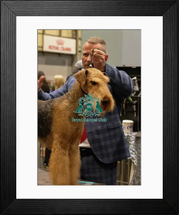 Framed Print : Welsh Terrier