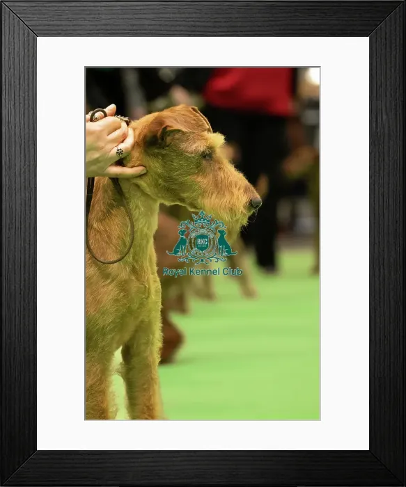 Framed Print : Irish Terrier Framed Print : Irish Terrier
