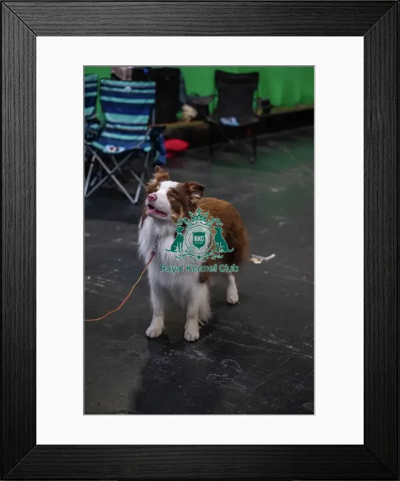 Framed Print : Falconmoor Wise Guy PBEGEX CDEX UDEX AW(B) Framed Print : Falconmoor Wise Guy PBEGEX CDEX UDEX AW(B)