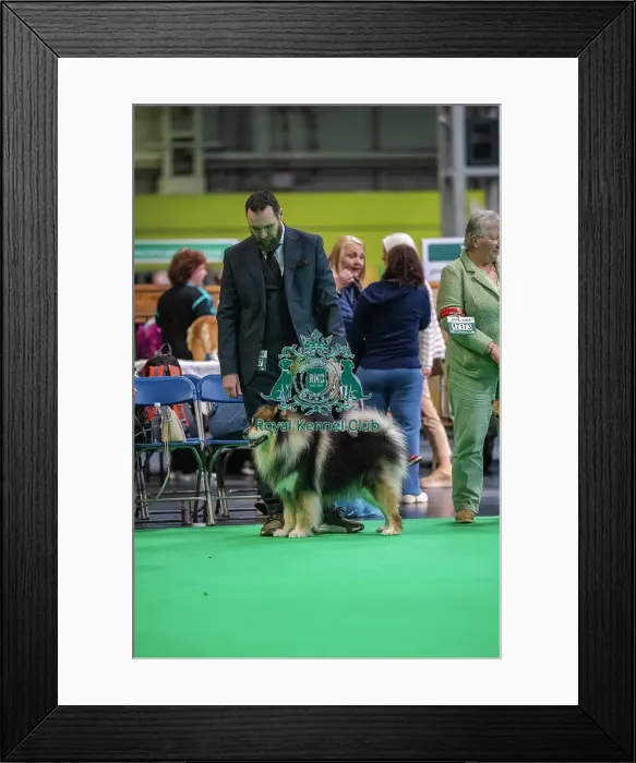 Framed Print : Ansalfrose Jani