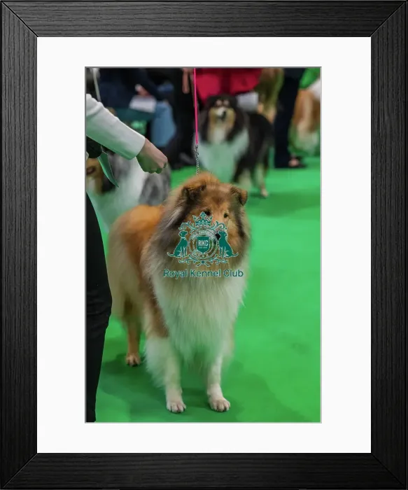 Framed Print : Beldones Clementine Avec Coloratura Framed Print : Beldones Clementine Avec Coloratura