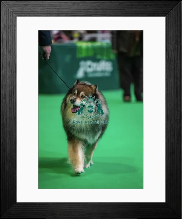 Framed Print : Ansalfrose Jani