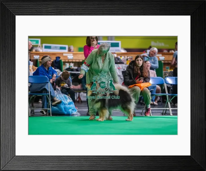 Framed Print : Ch Pavoskas Aly Arttu JW ShCM ShCEx VW