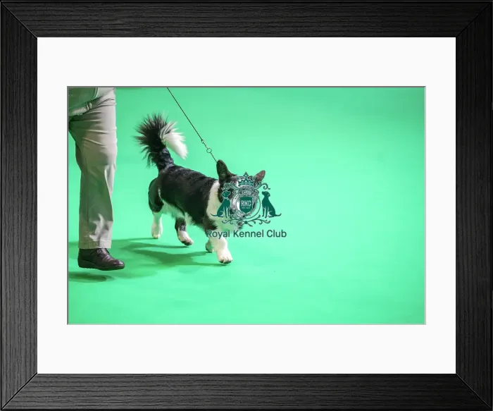 Framed Print : Gowerston Gracelyn At Bwthyn Framed Print : Gowerston Gracelyn At Bwthyn