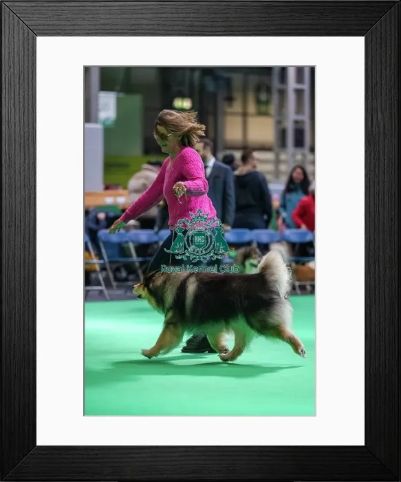 Framed Print : Ch Pavoskas Aly Arttu JW ShCM ShCEx VW Framed Print : Ch Pavoskas Aly Arttu JW ShCM ShCEx VW