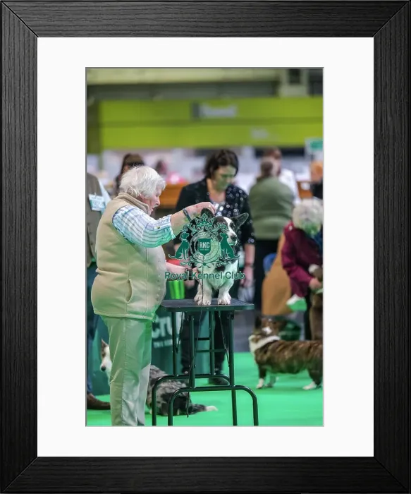 Framed Print : Gowerston Gracelyn At Bwthyn Framed Print : Gowerston Gracelyn At Bwthyn