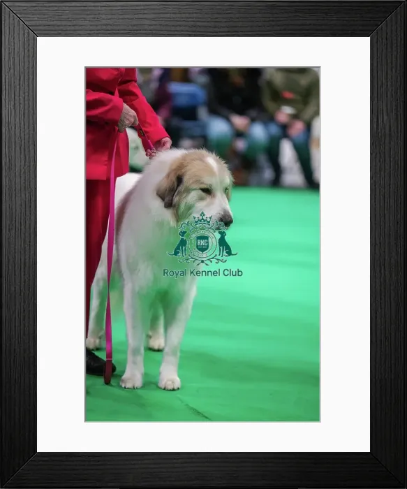 Framed Print : Kalkasi Super Cool JW