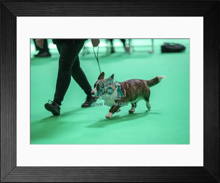 Framed Print : Ceranda Gower Diamond JW Framed Print : Ceranda Gower Diamond JW