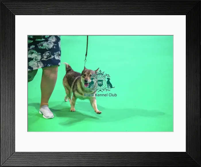 Framed Print : Ch Starvon Easy On The I Edison Framed Print : Ch Starvon Easy On The I Edison