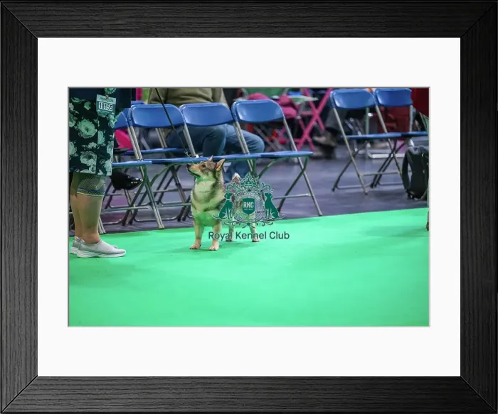 Framed Print : Ch Starvon Easy On The I Edison