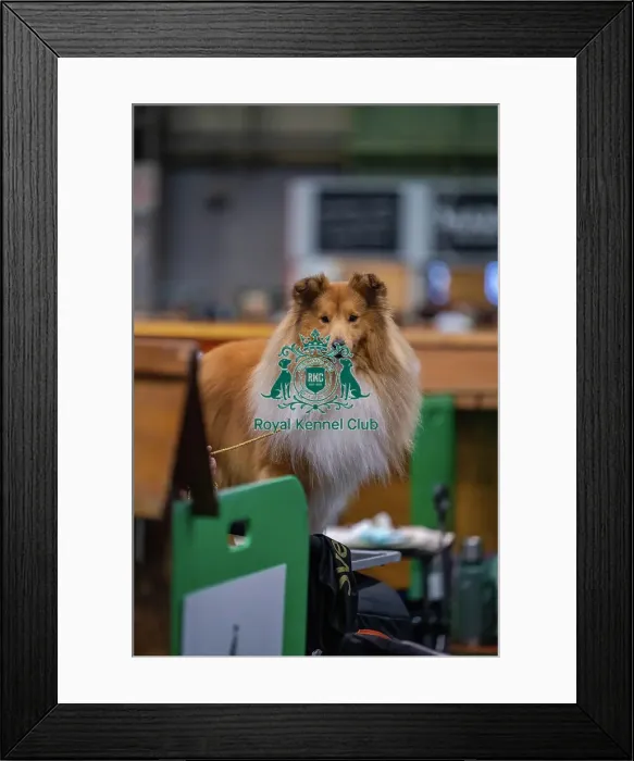 Framed Print : Whalsay Chilly Charlie
