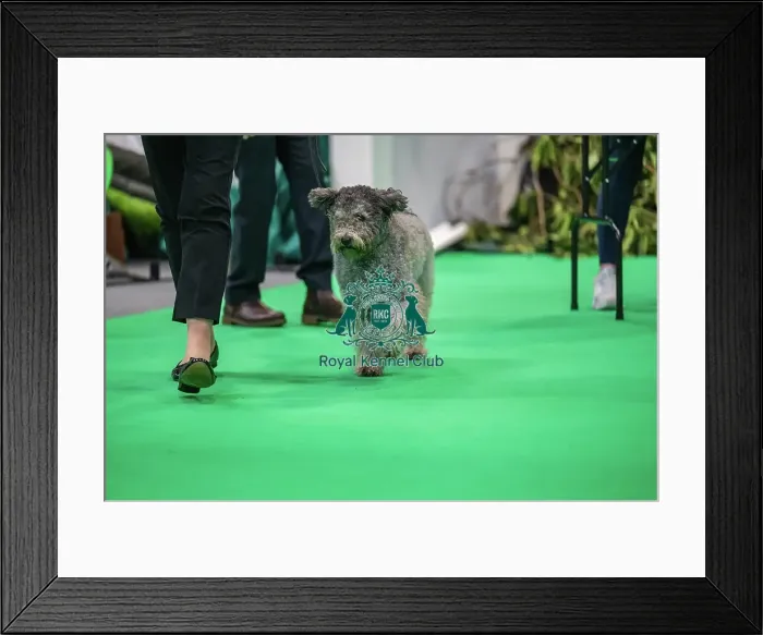 Framed Print : Olive the Hungarian Pumi