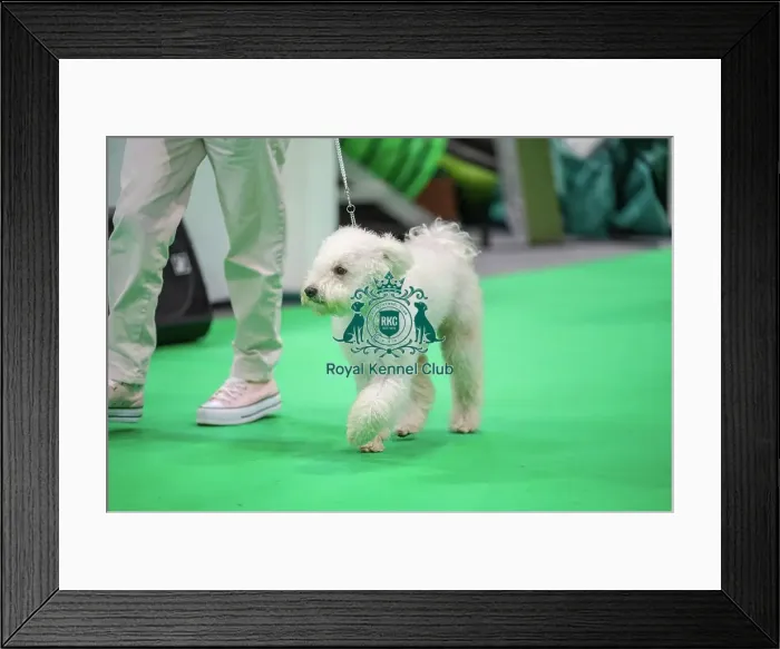 Framed Print : Juniper the Hungarian Pumi