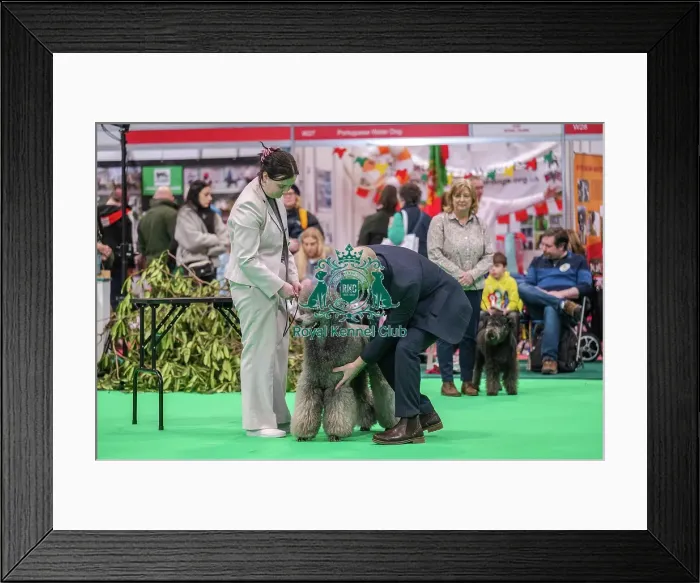 Framed Print : Ollie the Poodle (Standard) Framed Print : Ollie the Poodle (Standard)