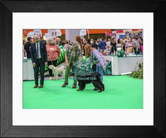 Framed Print : Have a Go. Bara the Gordon Setter being handled by audience member Orry Framed Print : Have a Go. Bara the Gordon Setter being handled by audience member Orry