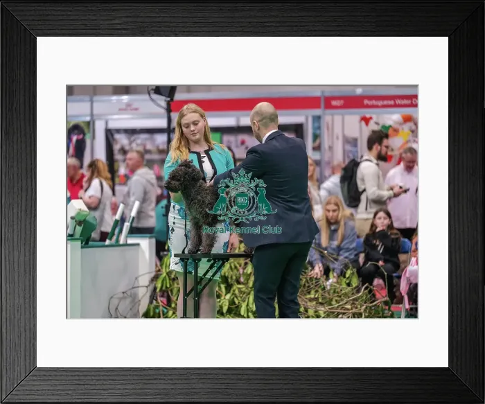 Framed Print : Skye the Hungarian Pumi Framed Print : Skye the Hungarian Pumi