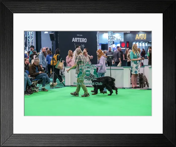 Framed Print : Have a Go. Bara the Gordon Setter being handled by audience member Orry Framed Print : Have a Go. Bara the Gordon Setter being handled by audience member Orry