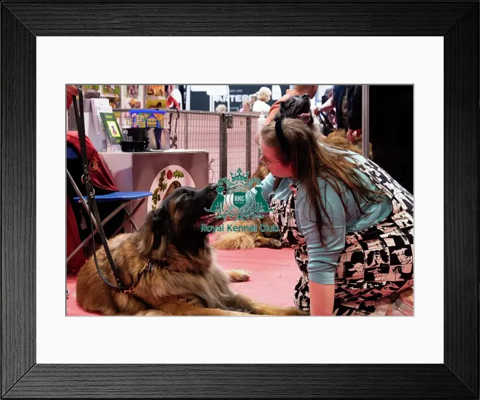 Framed Print : Leonberger Meeting Framed Print : Leonberger Meeting